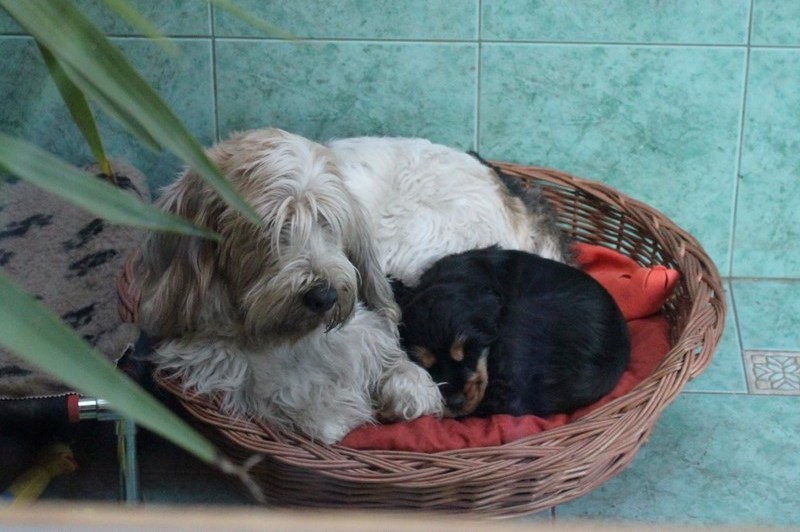ROSAGOS