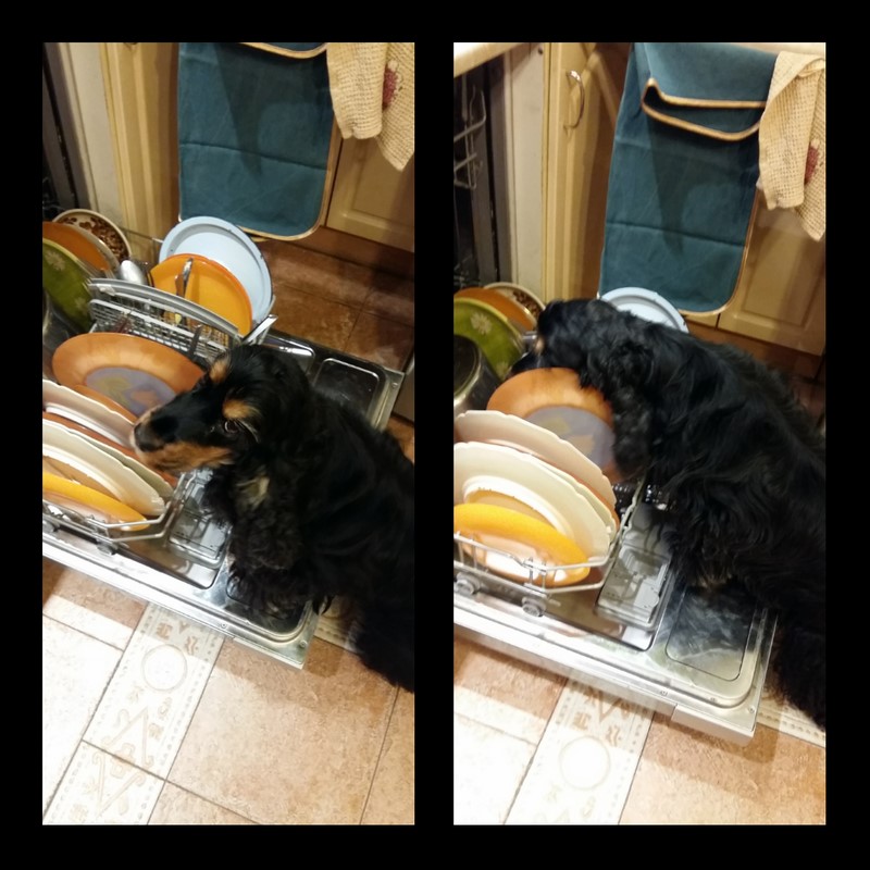 ROSAGOS