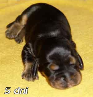 ROSAGOS
