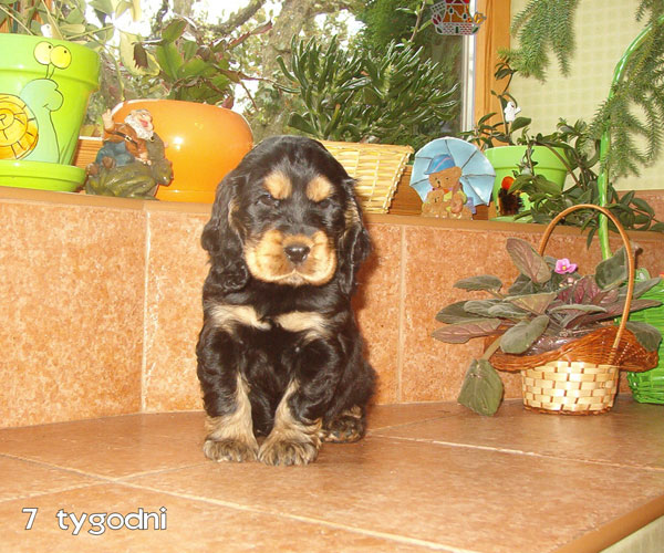 ROSAGOS
