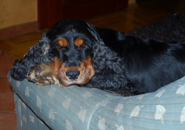 ROSAGOS