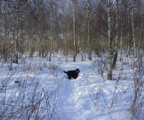ROSAGOS