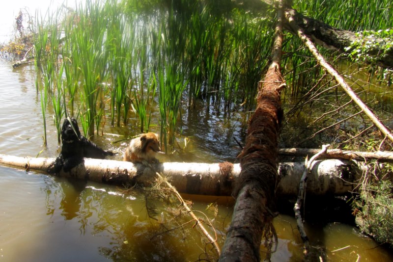 ROSAGOS