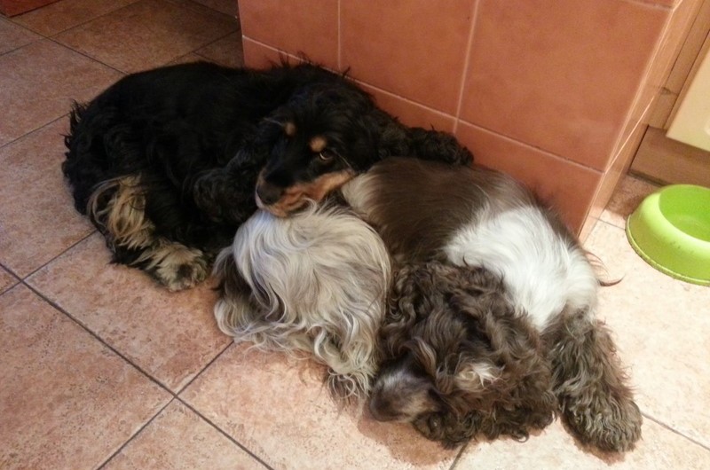 ROSAGOS