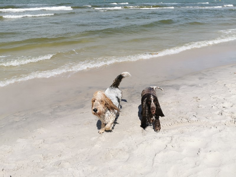 ROSAGOS