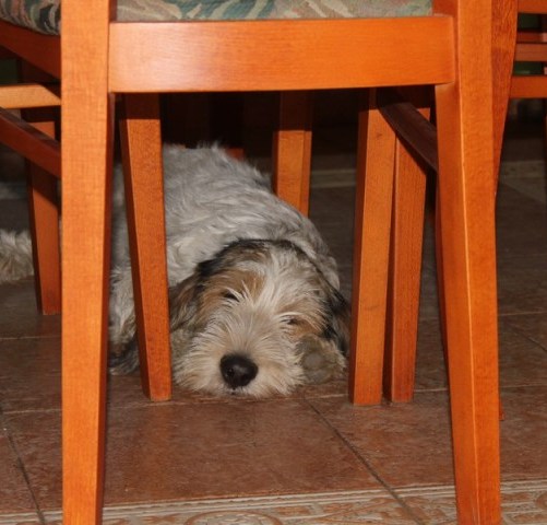 ROSAGOS