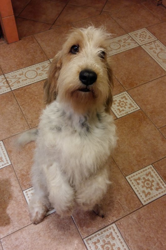 ROSAGOS