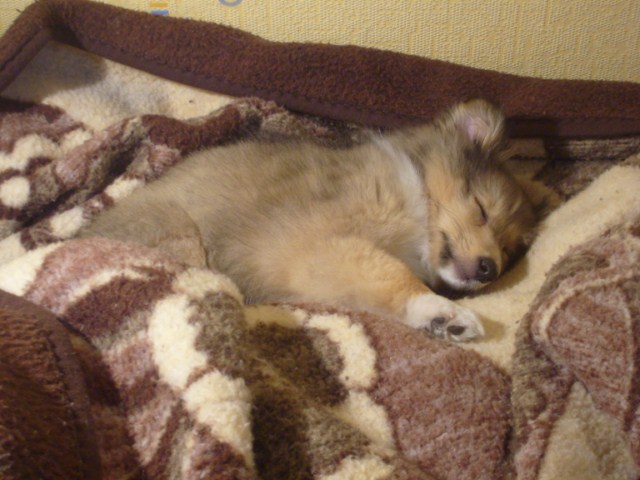 ROSAGOS