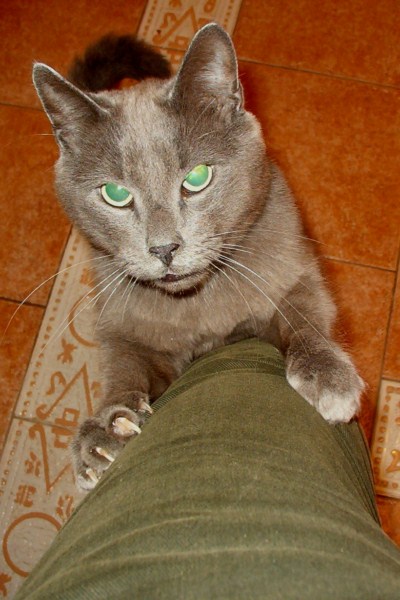 ROSAGOS