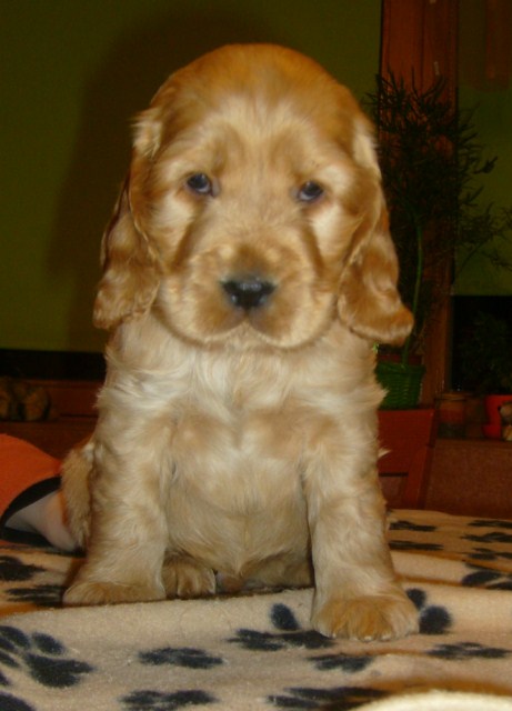 ROSAGOS