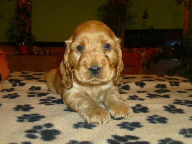 ROSAGOS