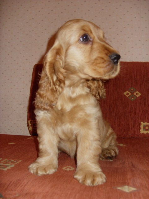 ROSAGOS
