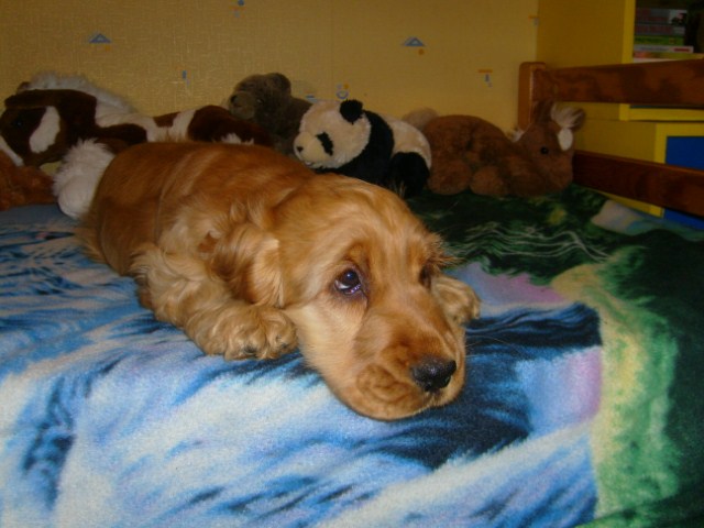 ROSAGOS