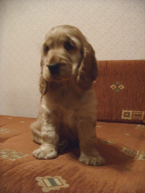 ROSAGOS