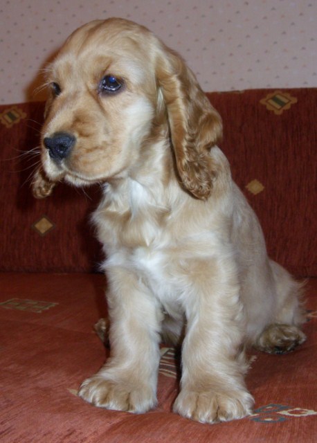 ROSAGOS