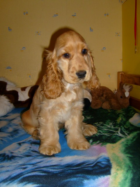 ROSAGOS