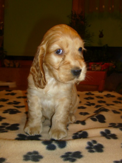 ROSAGOS