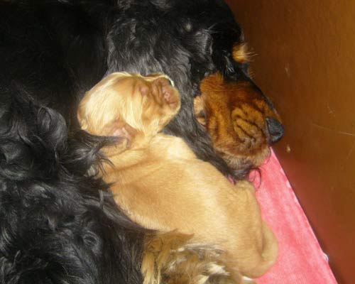 ROSAGOS