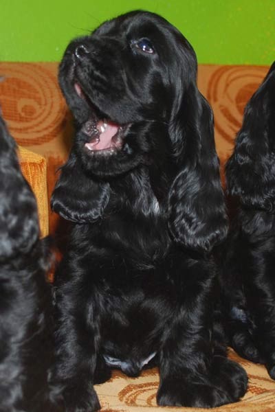 ROSAGOS