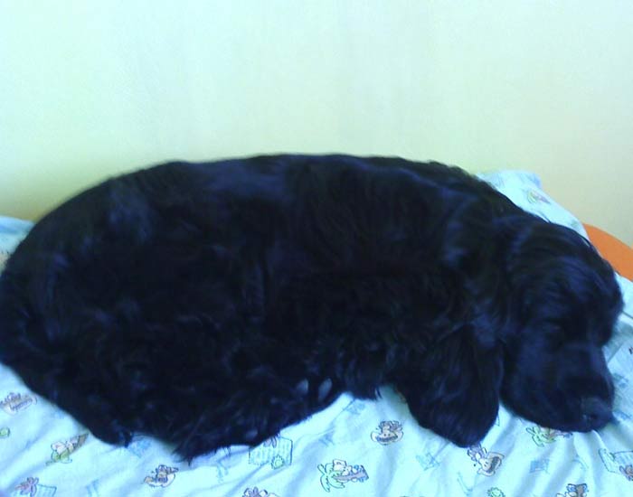 ROSAGOS