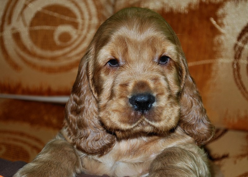 ROSAGOS