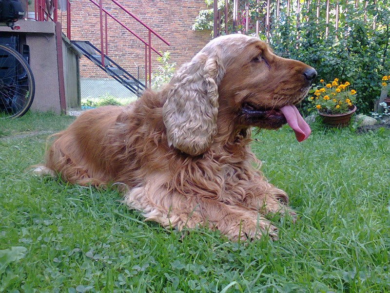 ROSAGOS