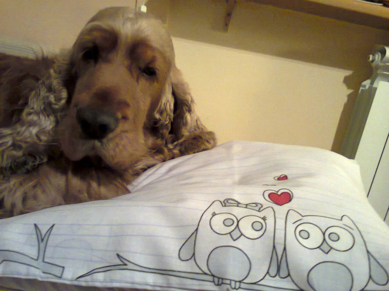 ROSAGOS