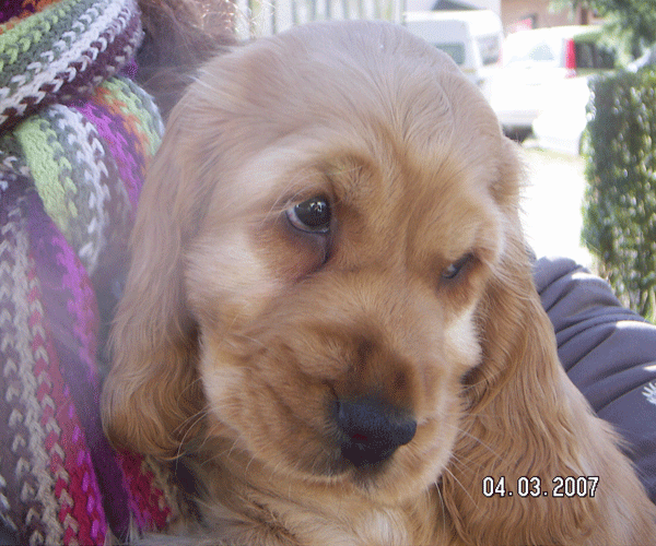 ROSAGOS