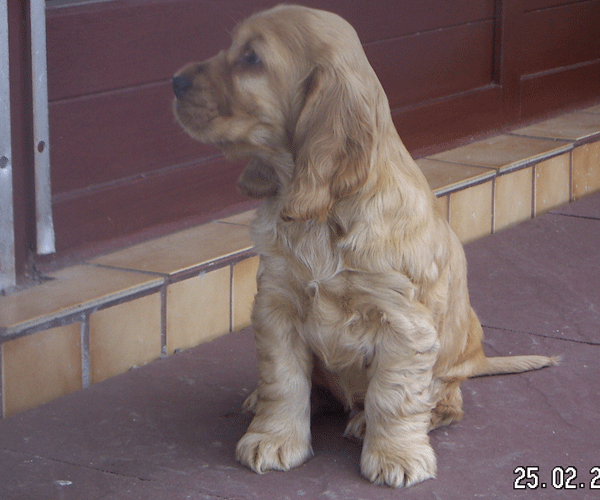 ROSAGOS