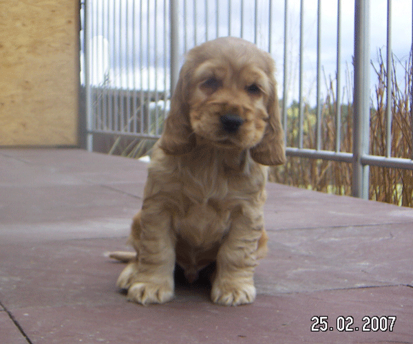 ROSAGOS