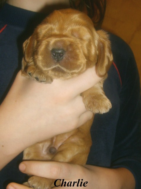 ROSAGOS
