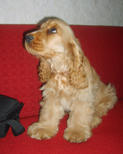 ROSAGOS