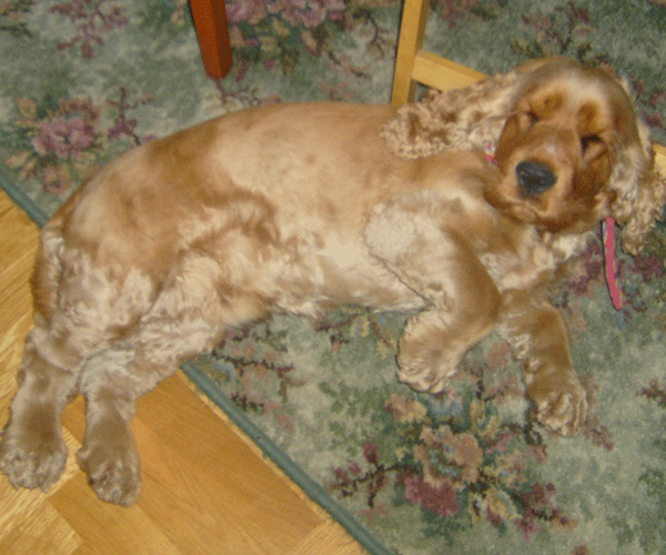 ROSAGOS