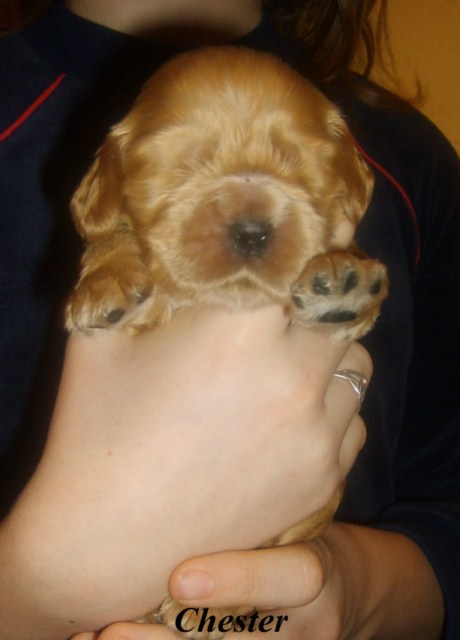 ROSAGOS