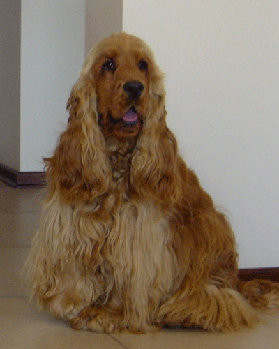 ROSAGOS