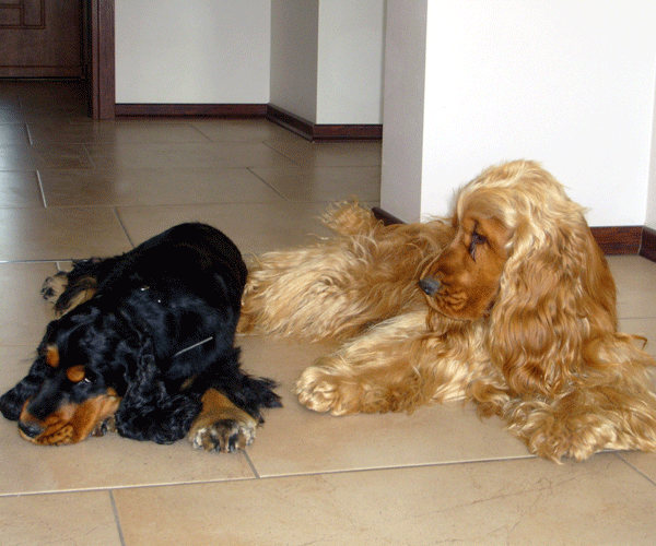 ROSAGOS