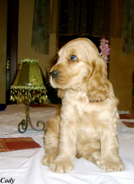 ROSAGOS