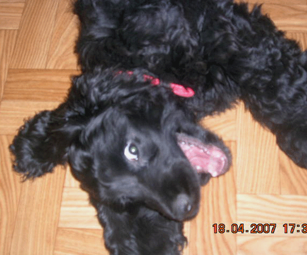 ROSAGOS