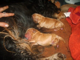 ROSAGOS