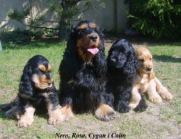ROSAGOS