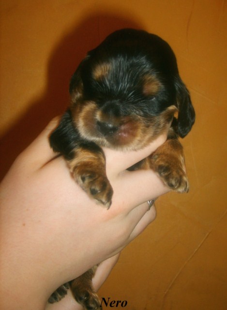 ROSAGOS