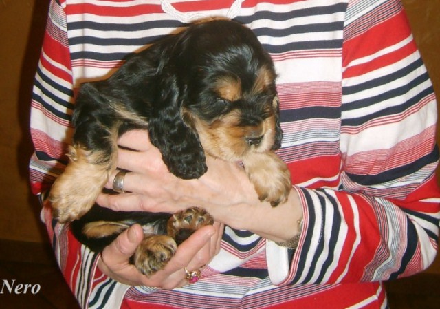 ROSAGOS