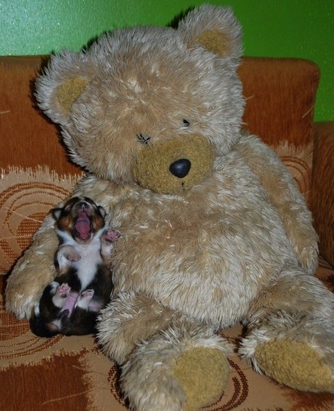 ROSAGOS