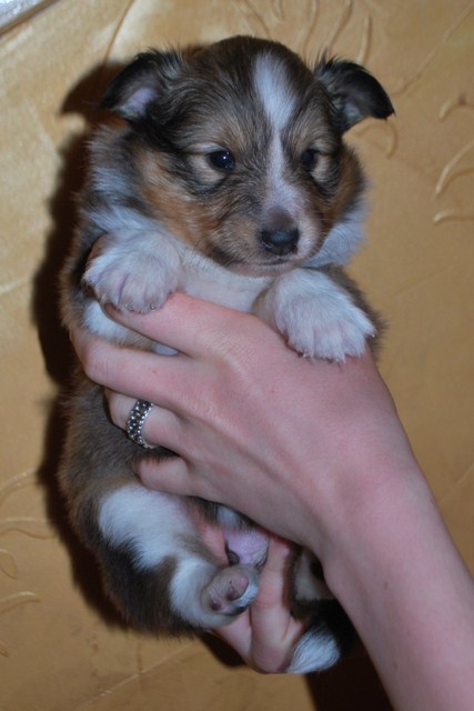 ROSAGOS