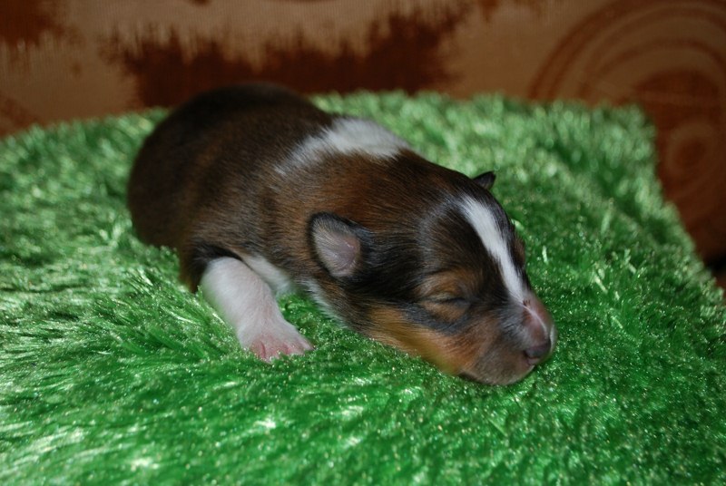 ROSAGOS
