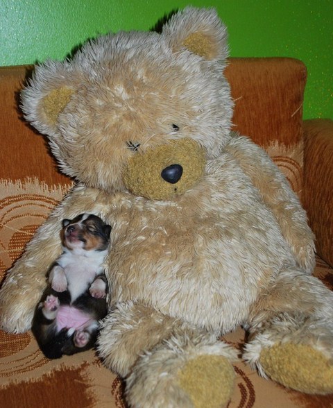 ROSAGOS