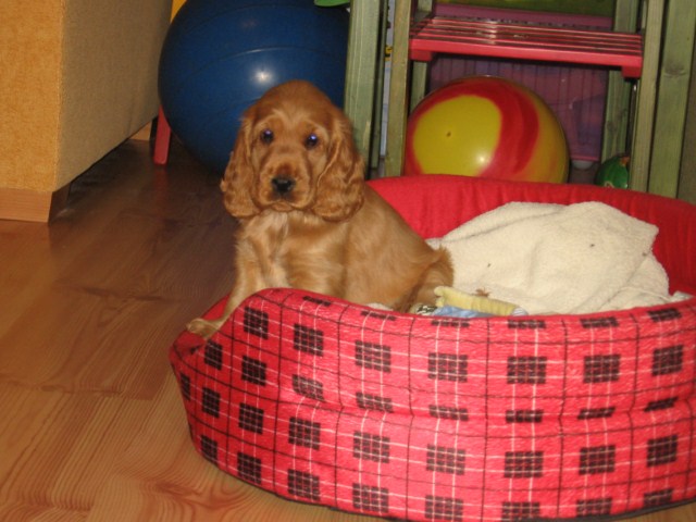 ROSAGOS