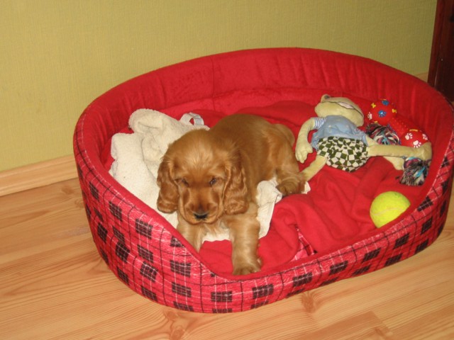ROSAGOS