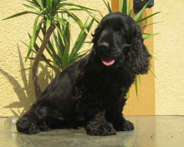 ROSAGOS