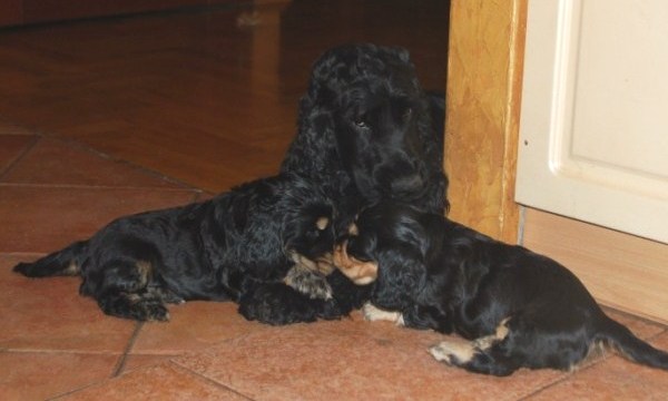 ROSAGOS